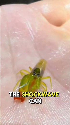 Why the Pistol Shrimp Is the Loudest Animal in the Ocean?