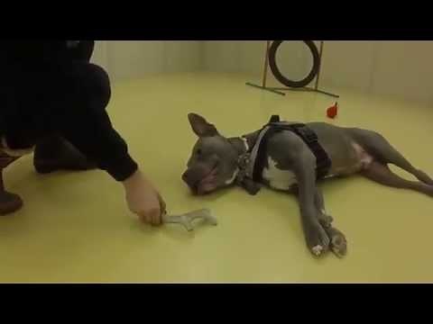 Dog Brain Training: 5 Fun Ways to Mentally Stimulate Your Dog