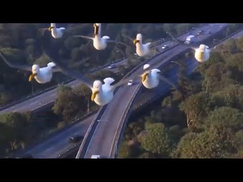 Finding Dory - The Seagulls have returned 🤣🤣🤣🤣🤣🤣🤣