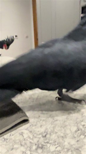 Free-Flying Military Macaws with Ernie and Tony