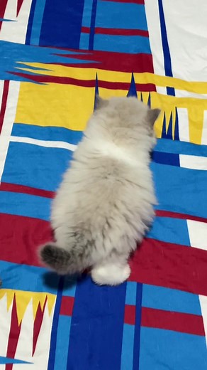Hallo guys semangat puasanya hari ini ya🥰😋 #ragdoll #kitten #ragdollcat #ragdolls #ragdollkitten
