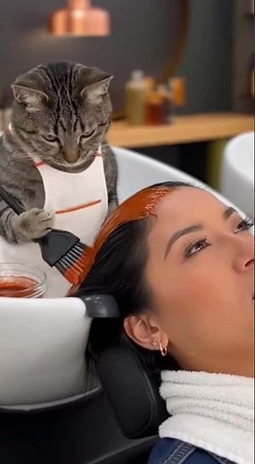 Don't disturb the cat barber! Watch this hilarious grooming fail #cat #funny #pets