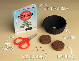 Mini Bonsai Kit: The ancient art of taming a tree in a box!