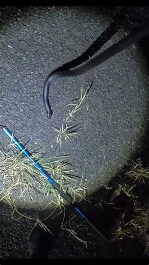 Huge Redbelly Black Snake #venomouscreatures #dangeroussnake #trending #poisonoussnake #foryou