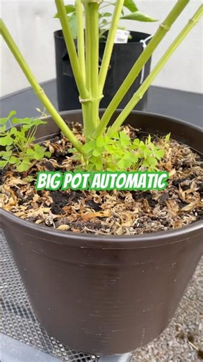 Big pot RF3 mix pack autoflower #cannabiscommunity