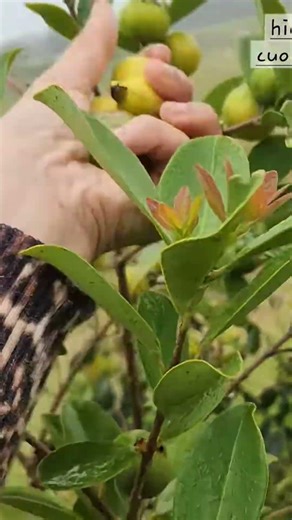 THU HOẠCH HÁI ỔI ANH ĐÀO VÀNG #elwoodhien #reels #fyp #harvest