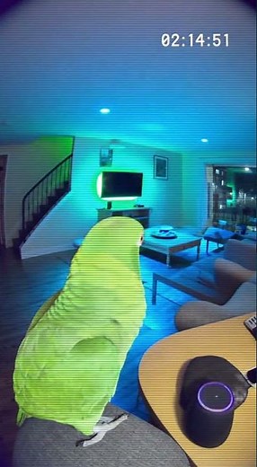 Parrot Tells Alexa to Play Music! #parrot #alexa #music #animals #funny