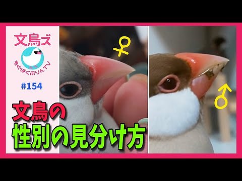 文鳥の性別の見分け方