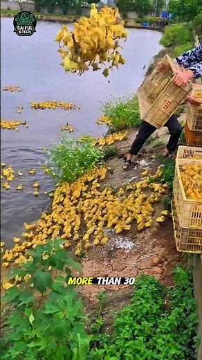 30 Million Ducks in One Farm | The Future of Smart Farming in China #viral #trending