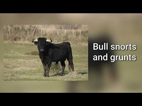 Sound of bull snorting and grunting