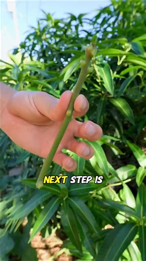 How To Graft - Part 2 _Selecting _ Preparing Tree for Scion_ (Grafting Fruit Trees) | Grow With Amin