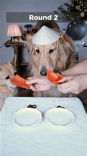Take it… or Leave it? 👀🍽️🐶 #nuttyandbutty #challenge #funny #dogs #shortvideo