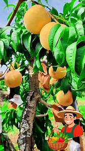 🍑🌳 Peach trees loaded! Beautiful harvest 😍 #PeachHarvest #FarmLife #Nature | Cultivando la Tierra