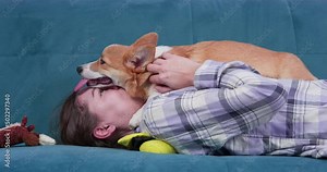 Funny Welsh corgi Pembroke or cardigan puppy was out of breath and tired, so it brazenly put its head on face of owner, lying on her at home, side view