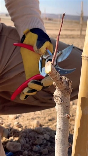 Pruning and training the pistachio trees🌳 | UNDERSUN 2025 #undersun #pistachio #tree #pruning