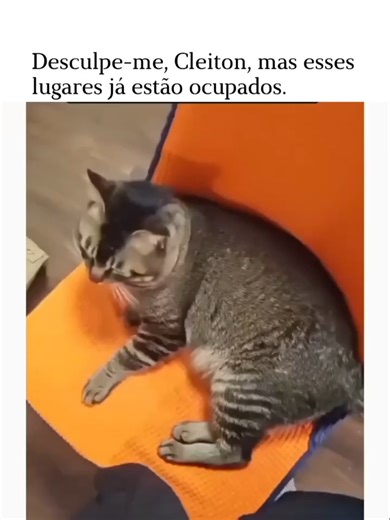 😹😹😹😹 #gatitos #bichano #bichanos