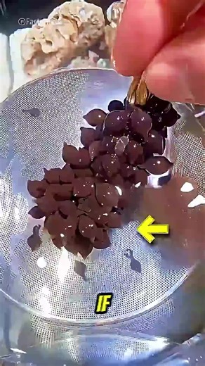 The Dangers of Touching Octopus Eggs