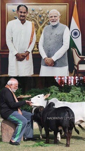 Kannayya : The Iconic Bull Behind Famous Nadipathy Miniature Family