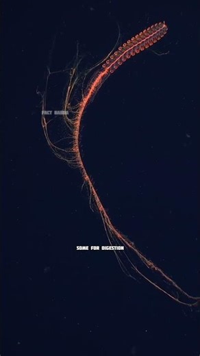 Giant Siphonophore Longer Than Blue Whale 🤯 #facts #animal #shorts