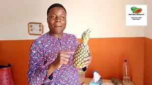 Comment produire de l'ananas à partir des graines ? Lien pour regarder la vidéo sur Youtube 👇 https://youtu.be/Q1oQA1gtryM | Agriculteurs Modernes