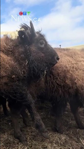 44 bison from Alberta arrive safely in Alaska