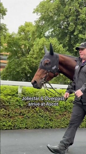 They’ve landed! 👀 Can anyone stop Aussie sprint stars JOLIESTAR and OVERPASS at Royal Ascot? 🇦🇺