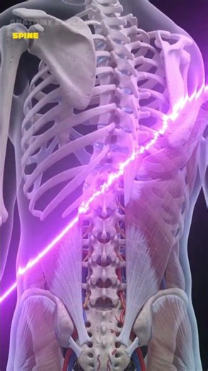 Why Doesn't Your Spine Collapse? 🦴 | Full 3D Anatomy Explained