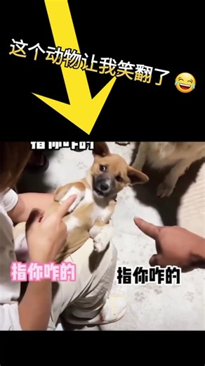 Animals Have More Patience Than Humans 😂 | Drepy Pop Animal #Shorts
