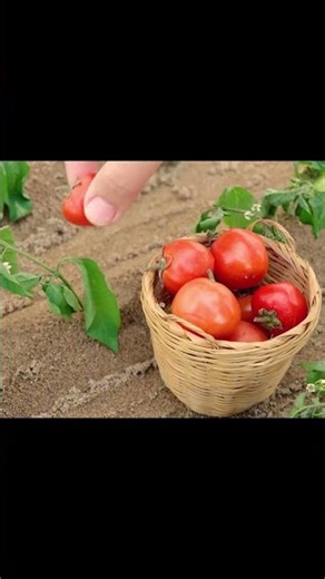 DIY Mini Tractor Easy Farming Tomatoes With Machine
