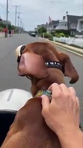 251K views · 53K reactions | Percy’s first ride | Dana Perino | Facebook