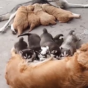 OMG So Cute Cats ♥ Best Funny Cat Videos 2021 | Pet Funny Video