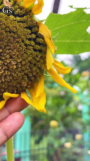 Sunflower #plants #greenlove #greenlove #gardening #plantssparkjoy #greenliving