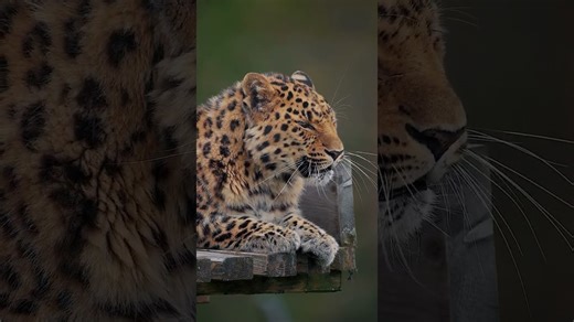 Jaguar Naps Soundly After a Busy Day at the Zoo