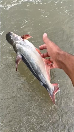 🐟 I found a fish lying unconscious in a small hole. I carefully picked it up and released it