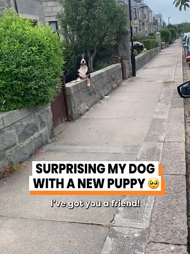 Adorable Mini Me Dog Duo