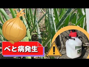 【家庭菜園Vlog・四国地方】玉ねぎにべと病発生・殺菌剤で消毒 ～４月上旬～ #家庭菜園 #玉ねぎ #べと病