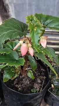 Tips to make Begonia bloom quickly and flower for a long time 🌸✨ #shorts