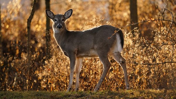 Deer hunting season in Ohio among top ten on record