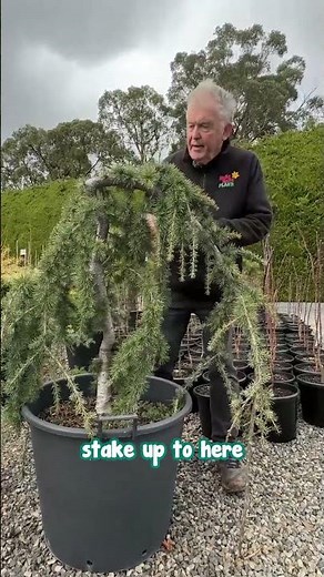 We Found Something Very Rare - a Green Weeping Cedrus Atlantica.