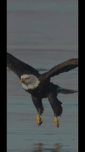 Bald Eagle in Flight: Majestic Aerial Displays