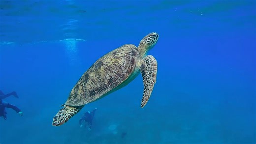 最令人难以置信的视频杜比视界HDR（1080P视频电视测试）