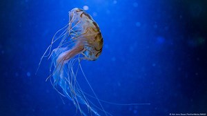 How many species of jellyfish are in the deep sea?