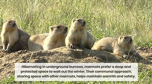 11 Animals That Hibernate in the Most Surprising Places