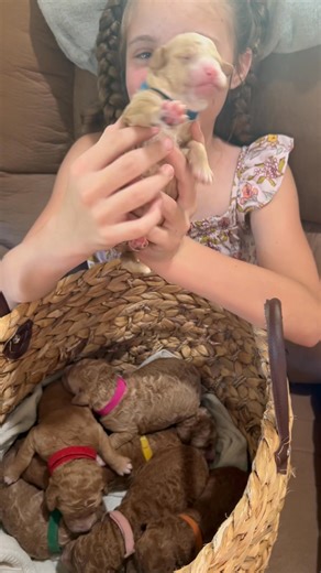 Introducing the “North Pole Nibbles” litter. These mini Goldendoodles will be about 20 lb give or take a little. They are being raised on our advanced service dog curriculum. These adorable puppies will be popping out of Christmas packages. Text me for more info: 817-995-1122 or visit Groodledoodleranch.net #adogspurpose #servicedogs #therapydogs #doodlebreeder #mydogmychoice #doodlelife #goldendoodle #doodlepuppy #goldendoodlepuppy #doodlelifeisruff #breederlife #puppylove #doodletales #doodles