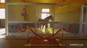 Talk about a CLOSE race last week! Now, it's time to get serious with the mares on America's Most Eligible Stud... http://bit.ly/2jWJdQW | War Dancer