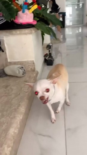 Angry Demon Chihuahua Reacts - Terrifying Video!