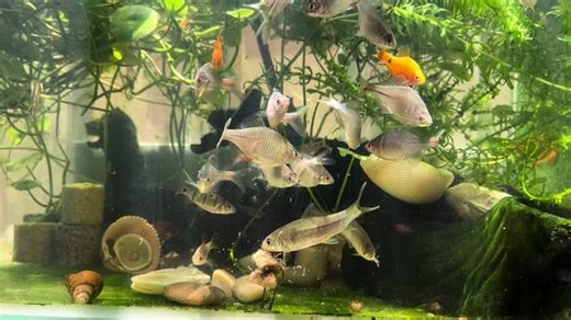 兄弟们，干饭咯，主人又投了面条过来了！嗯嗯，真香……