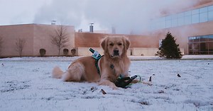 After she noticed the positive impact of visiting therapy dogs, Parkview Heart Institute nurse Kaylyn Kistler approached Tom Ibholm, director, Nursing Services Inpatient Cardiovascular, and proposed having a pup dedicated to the cardiac area. Meet ROSC-O and see how he's lifting spirits in his important role. https://bit.ly/490N8kH #dog #doglover #therapydogs | Parkview Health