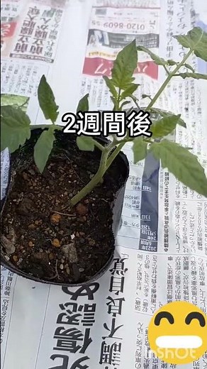 ミニトマトの挿し木は、芽かきで取った元気な脇芽（長さ5～10cm程度）を使い、日陰で根が出るまで管理し、発根したら植え付けます。挿し木の時期は、発根に適した春から初夏（特に5～6月）が理想です
