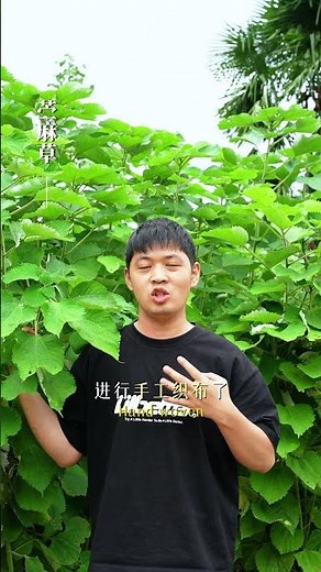 Do you know ramie?【江西表哥】苎麻你知道吗？